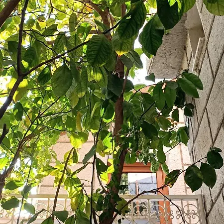 Alacati Antik * Чешме