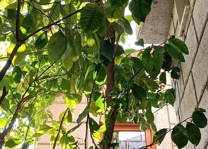 Alacati Antik * Çeşme